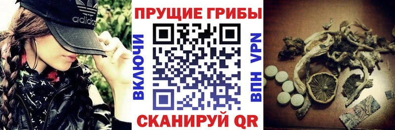 Псилоцибиновые грибы Psilocybe мориарти какой сайт Обнинск